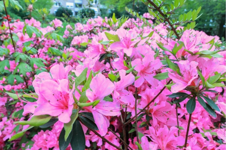 Blumenpower