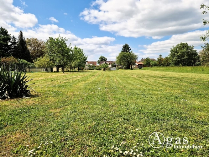 Wiese hinter dem Garten
